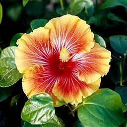 AVIKGARDEN Hybrid Hibiscus Grafted Live Plant, Rose Mallow, Multi Colour, Bi colour, Double Colour Joba Flower Plant, Chinese Hibiscus, China Rose, Shoeblack Plant Bloom in 1 month Code- Hibiscus0201-image-41