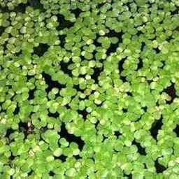 Aquatic plants live duckweed, Duckweed aquatic live plants (pack of 300)-image-32