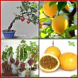 Creative Farmer Garden Seed Combo Fruit Bonsai Suitable : Pomagranate, Lemon Fruit, Grape, Passion Fruit - Yellow Fruit Bonsai SuitableTerrace Gardening-image-43