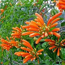Venusta creeper flower live plant, venusta flame vine, Orange firecracker vine plant pack of 1-picture-11