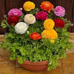 Plants Bulbs For Outdoor Gardening (Ranunculus -Mix Colour)-picture-37