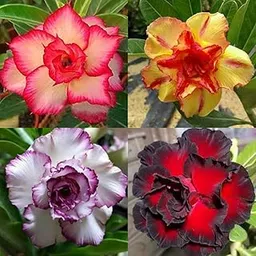 Adenium Plant live Combo Without Pot Bosnai Multi Petal Desert Rose (Set of 4 Plants) | (Combo pack) (ALL plants are seedling Plants), adenium live combo pack of 4-picture-32