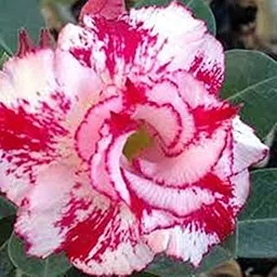 GREEN ISLAND Adenium Grafted live plant with Pot and Free 50 gm Fertilizers-image-37