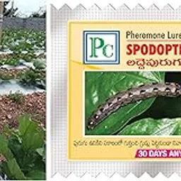 Pheromone Trap with Spodopetra litura Lure -25pack-picture-31