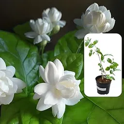 Indian Gardens - 5 Layer/Arabian Jasmine live plant | Indoor & Outdoor Plant | sambac | White (4 inch Pot)-picture-13