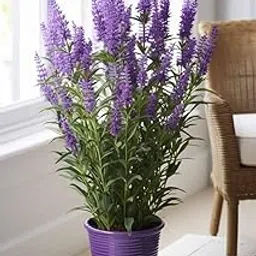 LECOBRIT Rare & Beautiful English Lavender Plant – Healthy & Thriving – Perfect for Home Gardening, Rooftop, Indoor & Outdoor Gardens – Pack of 1 with Grow Bag.-picture-32