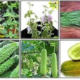 Creative Farmer Seeds For Gardening Combo Herb Seeds & Vegetable Seeds : Bittergourd, Bottlegourd, Cowpea (Vj), Thyme English Winter, Penny Royal, Garlic Chives Fruit Seeds For Home Garden-image-94