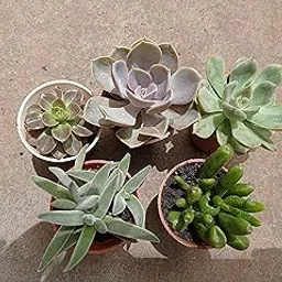 CAPPL 5 Live Succulents Plants With Plastic Pots (Any 5 Succulents)-picture-24