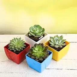 Mphmi Nursery Delhi NCR Top 4 Rose Shaped Succulent Pack-image-46