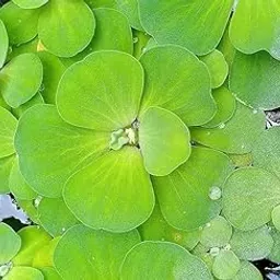 3 piece Live Water Lettuce Plant (Pistia stratiotes), Aquatic Floating Plant,Shellflower,River-lettuce,Water-bonnet,Apon-apon-picture-17