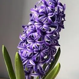 Ritz Farming® Hyacinth double flower bulbs for Home and Gardening Pack of 4 Bulbs (PURPLE)-picture-12