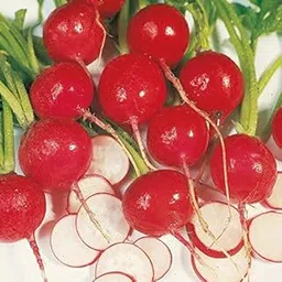 Golden Hills Farm® (AVG 500-1000) seeds RADISH SCARLET RED GLOBE VARIETY SEEDS-image-67