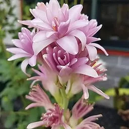Tuberose (Rajanigandha) Flower Bulbs - Pink Colour, Multi Petal Variety, Small Size, Pack of 10 Bulbs, Fragrant & Elegant Blooms for Garden, Indoor & Outdoor Planting-picture-47