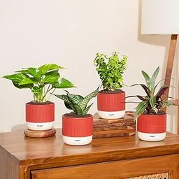 Kyari Combo of 4 Indoor Plants – Jade, Green Snake, Money Variegated, Rhoeo with Red Brick Self-Watering Pot-picture-32