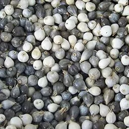 Varsha Creation Pure Vaijanti Seeds for Planting, 108 Original Vaijanti Seeds Bracelet and Lajwanti Powder.-picture-51