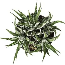 PlantaZee Succulent Live Plant Haworthia Attenuata Zebra,Indoor for Air Purifier (Home Gardening Healthy Plant)-picture-53