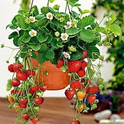 Live Sweet Strawberry Plants for Planting – Heirloom Variety – Indoor/Outdoor – Great for Home Gardaning||Fruit After 2-3 Month (Pack of 1 With Nursery Growing Pot)-image-0