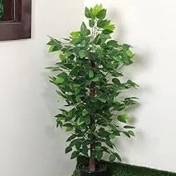 Garden Hub Artificial Plants/Tree for Home Decoration/Living Room/Office Big/Medium Size (Ficus Tree with Pot 3ft)-picture-10