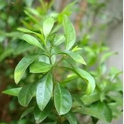 Baby Plants - Live Henna Plant, Mehendi, Heena, (lawsonia Inermis)-picture-29