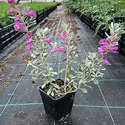 Generic Leucophyllum frutescens Purple Sage Texas Sage Texas Ranger Plant (2)-picture-28
