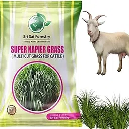 SRI SAI FORESTRY Super Napier Grass Seeds For Goat, High Yield, Multi Cut Grass - 250 Grams Pack-picture-31