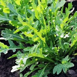 Seeds Ville F1 Rucola Argula Cultivated, Rocket Salad Seeds- Organic - 50 Seeds Kitchen Garden Pack-picture-27