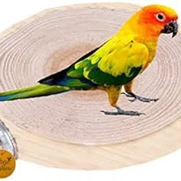 Sage Square 4.5 Inches / 12 cm Natural Wood Platform Cum Perch Cum Stand Bird Toy Ideal for Finch, Canary, Lovebird, Budgerigar, Budgeri (Light Weight)-image-42