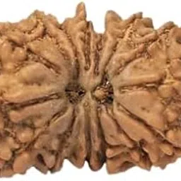 TRINETRA GEMS STONE Premium 15 Mukhi Rudraksha For Make Pendant Oval Fifteen Face Rudraksha Nepali Beads Genuine Pandrah Mukhi Rudraksha IGL Lab Certified Brown पंद्रह मुखी रूद्राक्ष-picture-20
