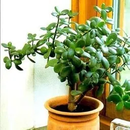 Cloud Farm Crassula Ovata, Jade Succulent Big Leaf Lucky Feng Shui Indoor House and Office Plant CF_73-picture-28