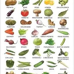 Eoi Marketing Vegetable Wall Charts - Extremely Usefull For Growing Kids | Laminated Chart |Paper Size (13 * 19 Inch) | Paper Print (Rolled With Safety Tube) Paper Print (19 Inch X 13 Inch)-image-3