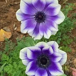 Radha Krishna Agriculture® Imported Anemone Double Flower Bulbs For Kitchen Gardening Pack Of 5 Bulbs (PURPLE WITH WHITE)-picture-30