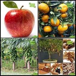 Creative Farmer Best Combo Combo Fruit : Apple, Orange, Papaya, Sweet Tamarind Fruit For Gardening-image-62