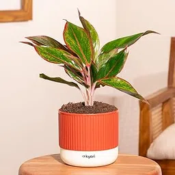 Kyari Aglaonema Lipstick Live Indoor Plant with Red Brick Self Watering Pot – Mylo 3.5 Inch-image-3