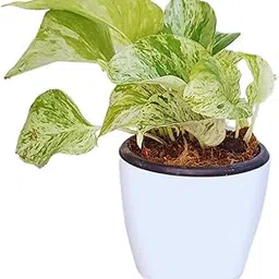 Sugram Plants Marble Pathos Live Money Plant With Self Watering Pot For Home, Office, Livingroom, Garden Decor-picture-30