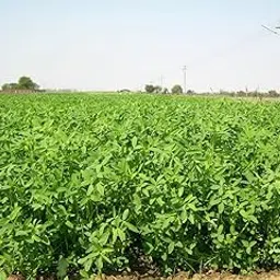 Indica Punjab Hadu Barseem 1kg - 1000gm Seeds Pack by super agri green-picture-12