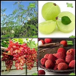 Creative Farmer Garden Decoration Combo Tree Seeds : Drumstick, Embilcaa- Nelli, Grape, Litchi Tree Seeds Kitchen Garden Pack-picture-17
