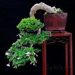 Creative Farmer Bonsai Suitable Seeds Chalcas Exotica Scented Flowers Imported Bonsai Suitable Seeds-image-5