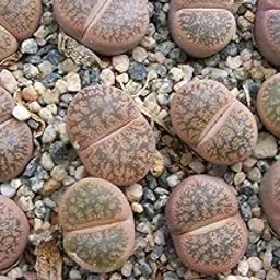 Mphmi Live Plants LITHOPS CACTUS LIVE PLANT-image-60