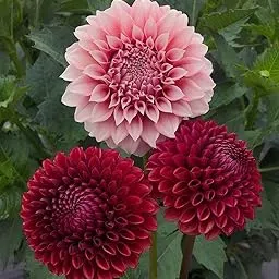 Ritz Farming® Dahlia imported Flower bulbs | Flowering bulbs for Gardening Multicolour (Dahlia imported Flower Bulb) Pack of 2 bulbs-image-67