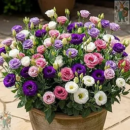Earth Hopper 50+ SEEDS Lisianthus Flower Mix Colors Seed Pack, Easy Care & Fragrant & Air Purifying for Indoor & Outdoor Gardening-image-18