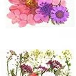 Enakshi® 2pcs Real Dried Flowers Petals Art Craft Epoxy Jewelery Soap Making |Crafts | Home Arts & Crafts | Floral Crafts | Dried Botanicals & Potpourri | Dried Flowers-image-47
