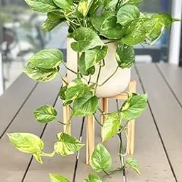 Green Lucky Money Plant in Pot – Air-Purifying Indoor Plant for Bedroom, Office & Balcony-image-68