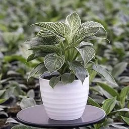 EverSneh Philodendron Birkin Small Live Plant Indoor Plants Rare Foliage Plants Live Indoor Plant With Black Plastic Pot-picture-10