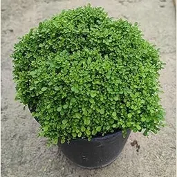 Indoor plants for office big size,big size indoor plants for office,Kamini plant (Pack of 1)-picture-12