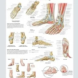 MYASKRO Foot & Joints of Foot Anatomy & Pathology Wall Chart – 52 × 70 cm Thick Glossy Paper | Ultra-High-Resolution with Crisp Labels | Ligaments, Arches, Nerves & Common Deformities-picture-28