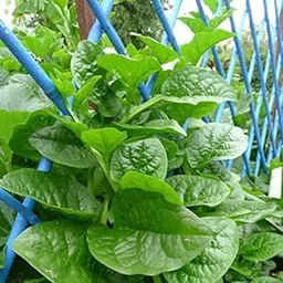 Malabar Spinach Seeds | Poi Ka Saag | Basella Alba Round Leaf Vining Green Plant Ceylon Spinach, Vine Spinach, Creeping Spinach Leaf NonGMO Asian Vegetable Seed (Pack Of 100 Seeds)-picture-22