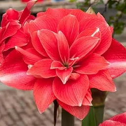 Luxurious Blooms Amaryllis Lily Flowering Bulbs Imported Variety for Indoor and Outdoor Gardening Double Dream (Pack Of 1)-image-60