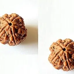 Rudrarise Panch Mukhi Rudraksha Original Certified AA Garde Rudraksha Loose Bead Nepal Origin 5 Mukhi Rudraksha Precious Five Face Rudraksha for Men & Women पांच मुखी रुद्राक्ष Buy 1 Get 1 Free-picture-20