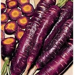 Golden Hills Farm™ Carrot Seeds-Rare Purple Organic Russian Heirloom Vegetable 300+ seeds-picture-28