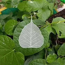 Gachwala Natural Skeleton Leaves ( 200 pcs ), Leaf Skeleton, Dry Leaf Veins for Craft DÉCOR/Card Making/Invitations/Gift Tags DIY Craft Tools (White)-image-18